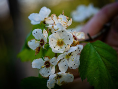 Crataegus macrosperma
