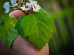 Crataegus macrosperma