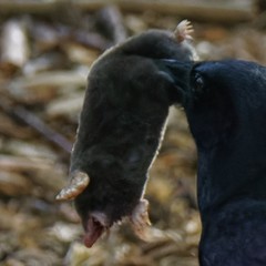Coast Mole photo 3
