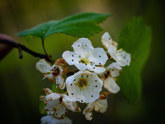 Crataegus macrosperma