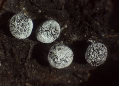 Didymium squamulosum