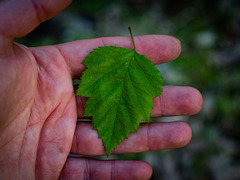 Crataegus macrosperma