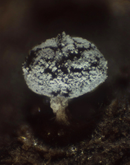 Didymium squamulosum
