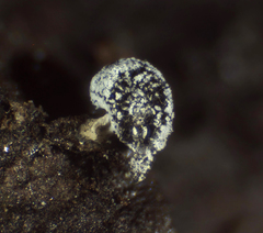 Didymium squamulosum