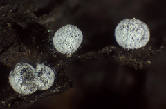 Didymium squamulosum