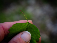 Crataegus macrosperma
