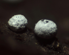 Didymium squamulosum