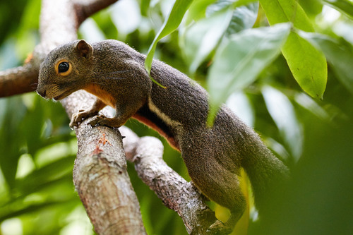 Plantain Squirrel, photo 3 of 10