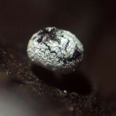 Didymium squamulosum