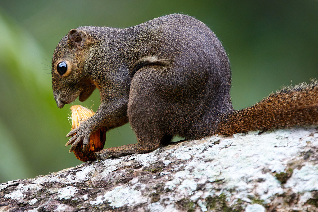 Plantain Squirrel (Callosciurus notatus)