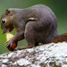 Plantain Squirrel - Photo (c) Melvin Yap, some rights reserved (CC BY-NC-ND)