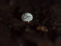 Didymium squamulosum