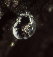 Didymium squamulosum