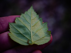 Crataegus macrosperma