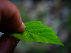Crataegus macrosperma