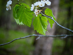 Crataegus macrosperma