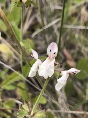 Stachys rigida quercetorum