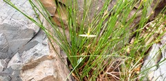 Cyperus gymnocaulos