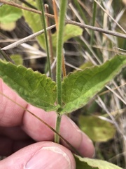 Stachys rigida quercetorum