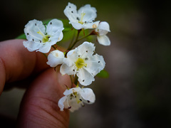 Crataegus macrosperma