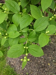 Philadelphus coronarius