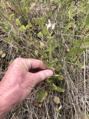 Stachys rigida quercetorum