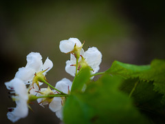 Crataegus macrosperma