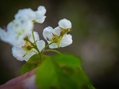 Crataegus macrosperma