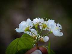 Crataegus macrosperma