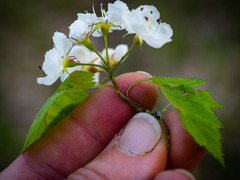 Crataegus macrosperma