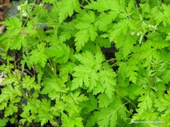 Chaerophyllum nodosum