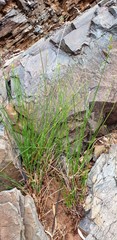 Cyperus gymnocaulos