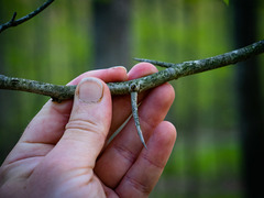 Crataegus macrosperma