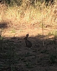 Oryctolagus cuniculus algirus