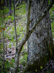 Crataegus macrosperma