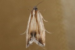 Eucosma radiatana