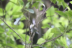 Acanthisitta chloris