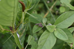 Hymenia perspectalis