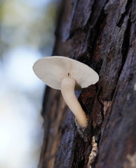 Clitocybe semiocculta