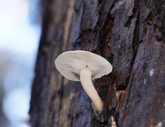 Clitocybe semiocculta