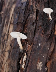 Clitocybe semiocculta