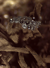 Symphytocarpus