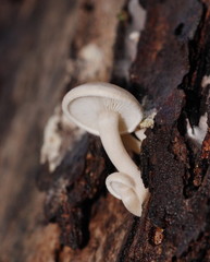 Clitocybe semiocculta