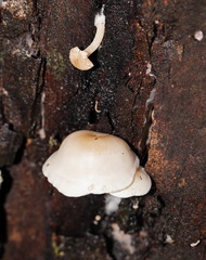Clitocybe semiocculta