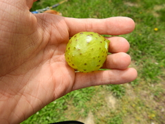 Amphibolips quercusinanis