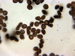 Symphytocarpus