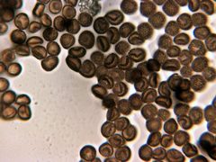 Symphytocarpus