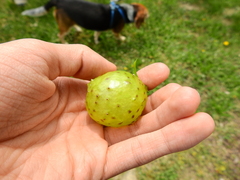 Amphibolips quercusinanis