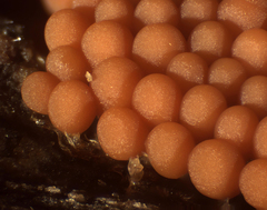 Arcyria ferruginea