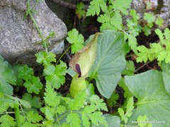 Arum cylindraceum
